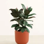 The Rubber Plant, a classic plant with its large, glossy leaves