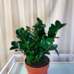 ZZ Plants are ideal plants for beginners or those with busy schedules.